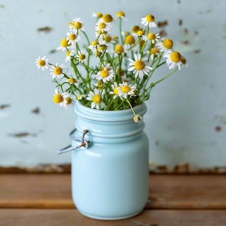 German, Chamomile Seeds - Packet image number null